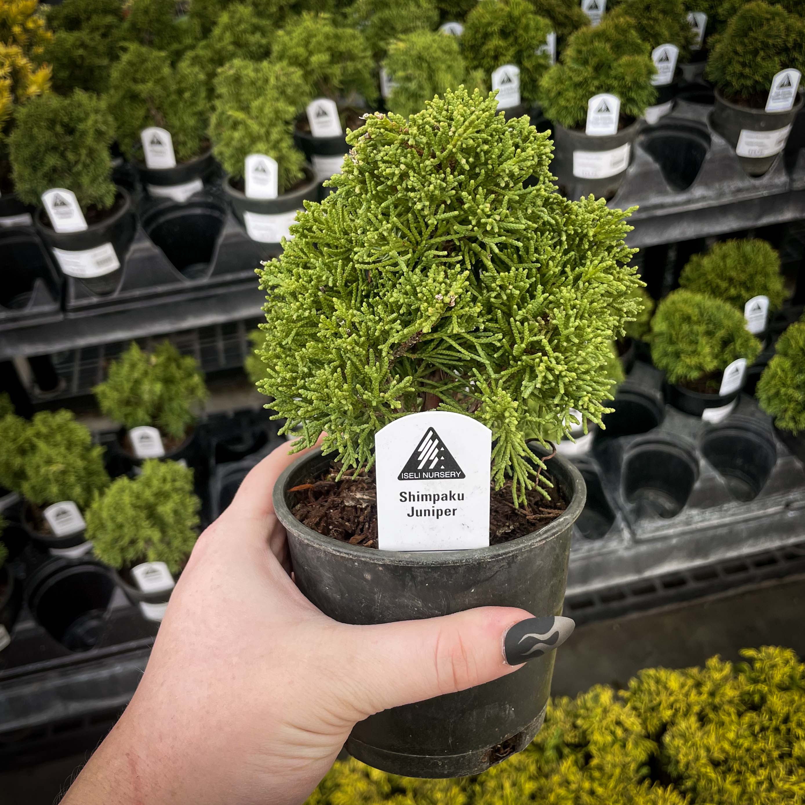juniper tree for bonsai Shimpaku Juniper – Southern Idaho Landscape Center
