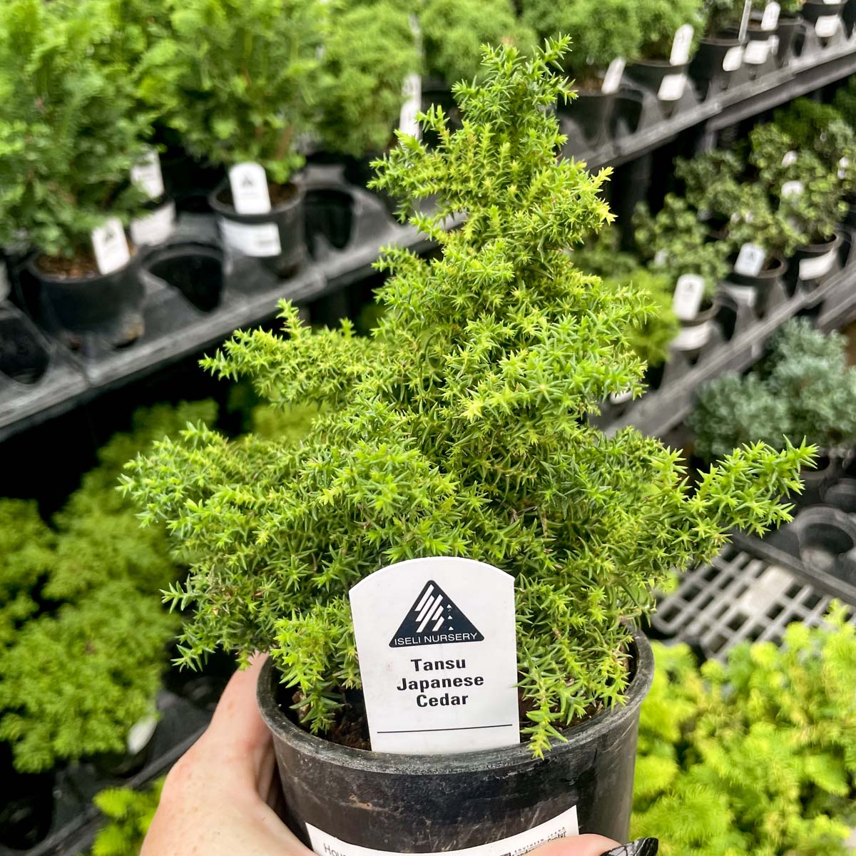 cryptomeria bonsai tree Tansu Japanese Cedar