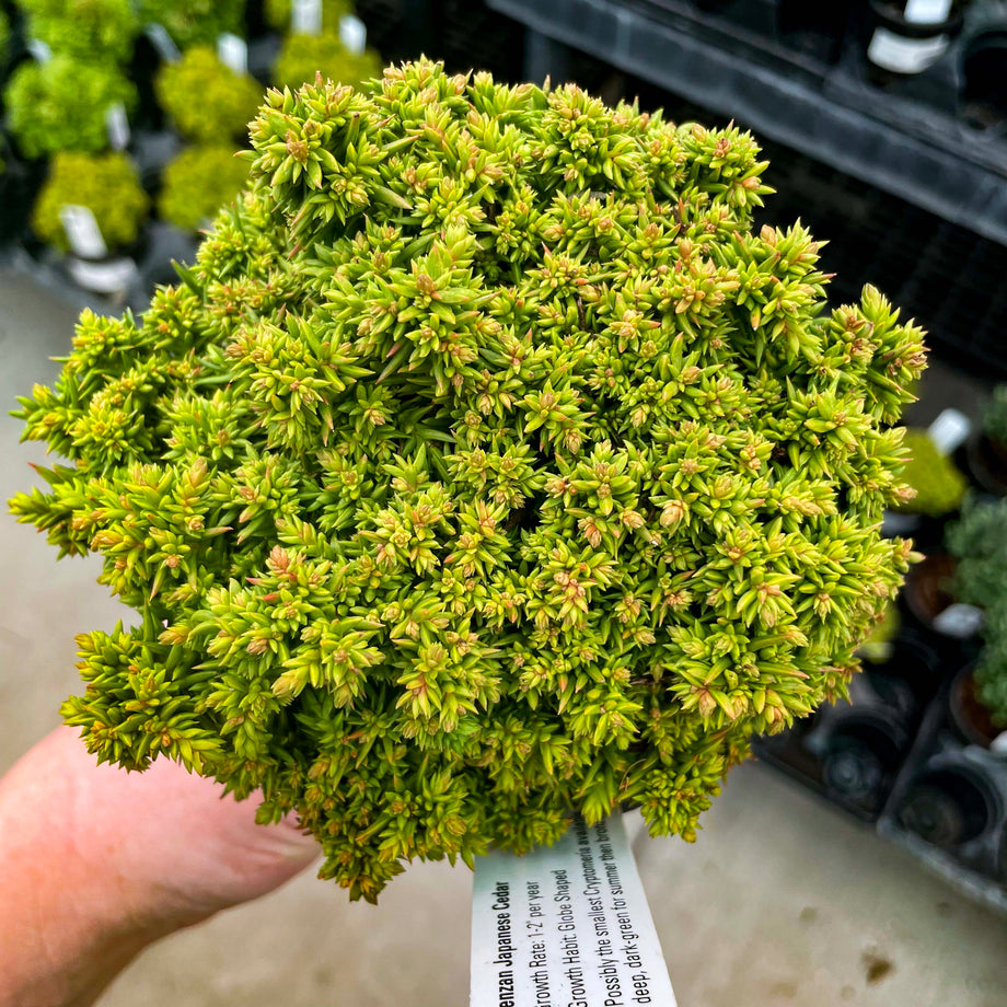 Tenzan Japanese Cedar – Southern Idaho Landscape Center