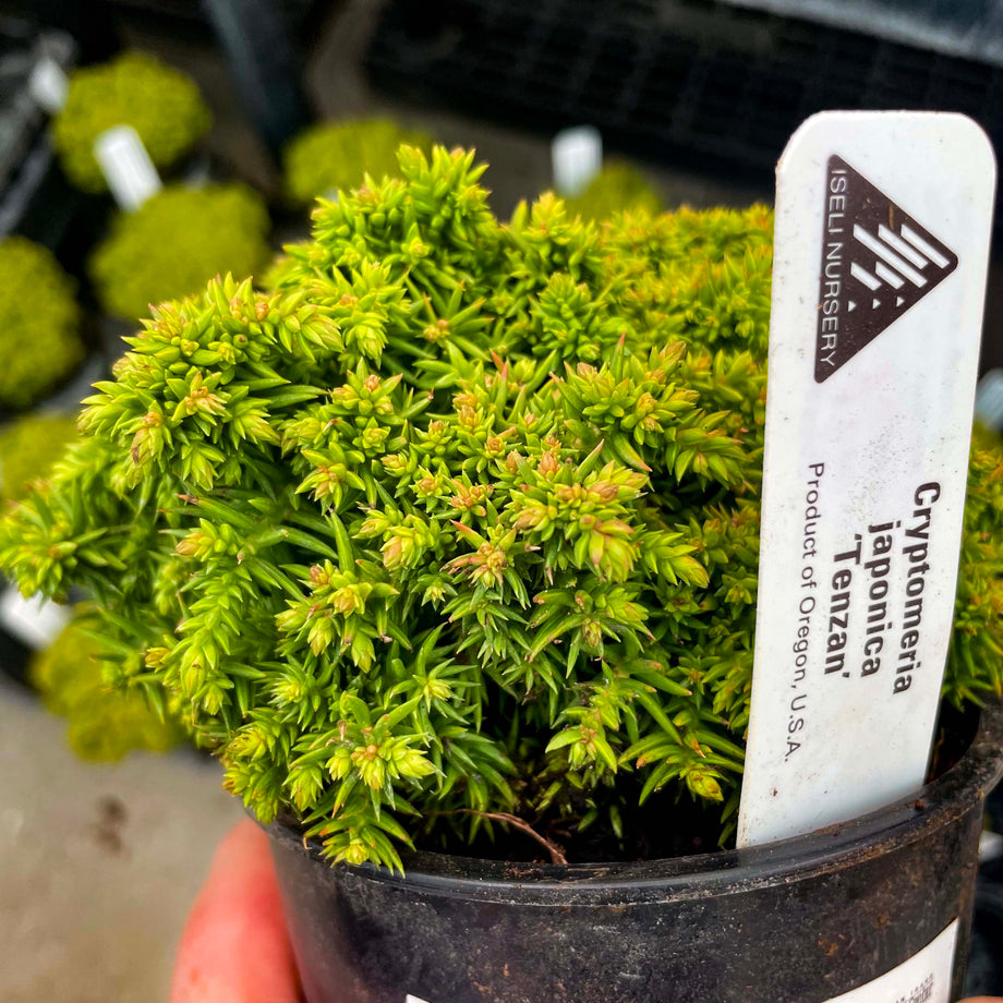 Bonsai.