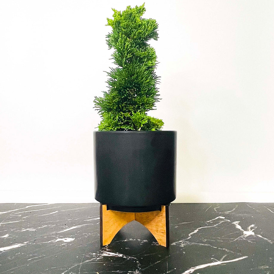 Bonsai.