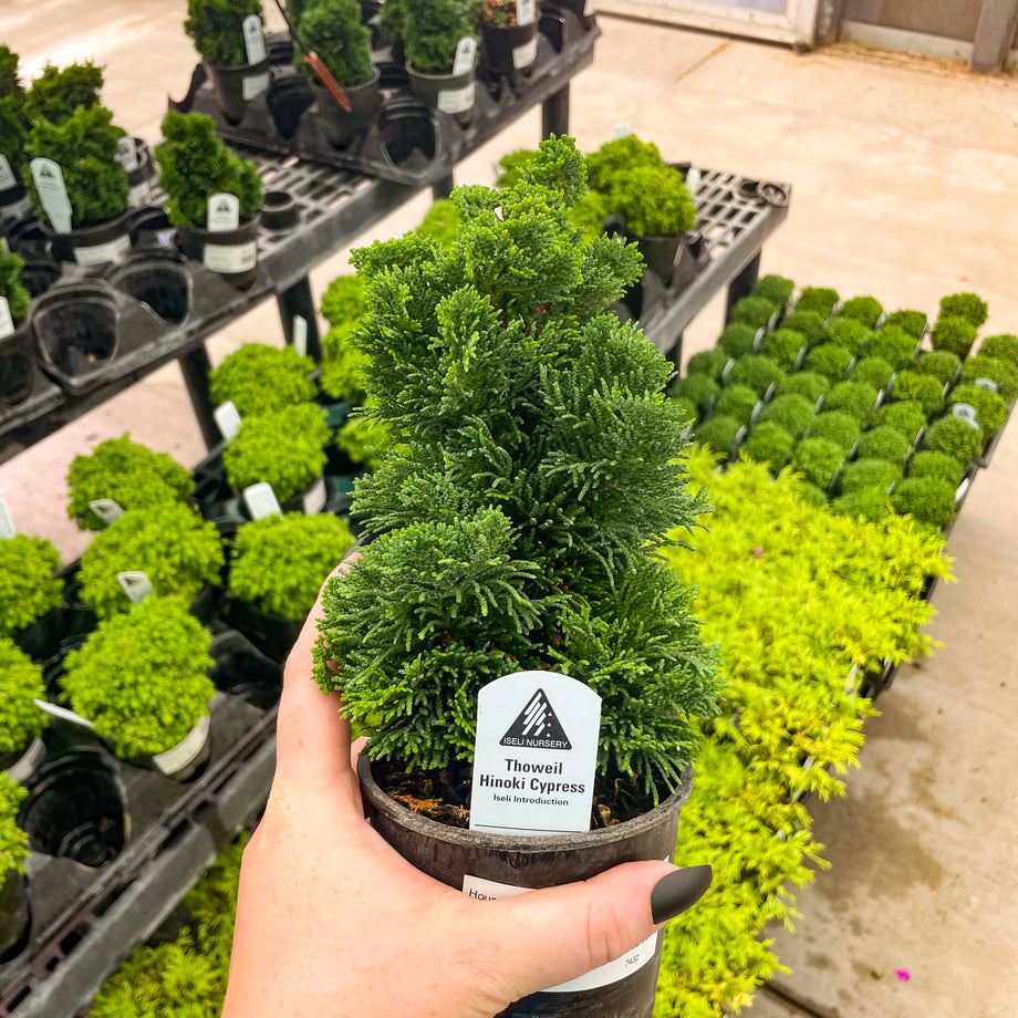 Bonsai.