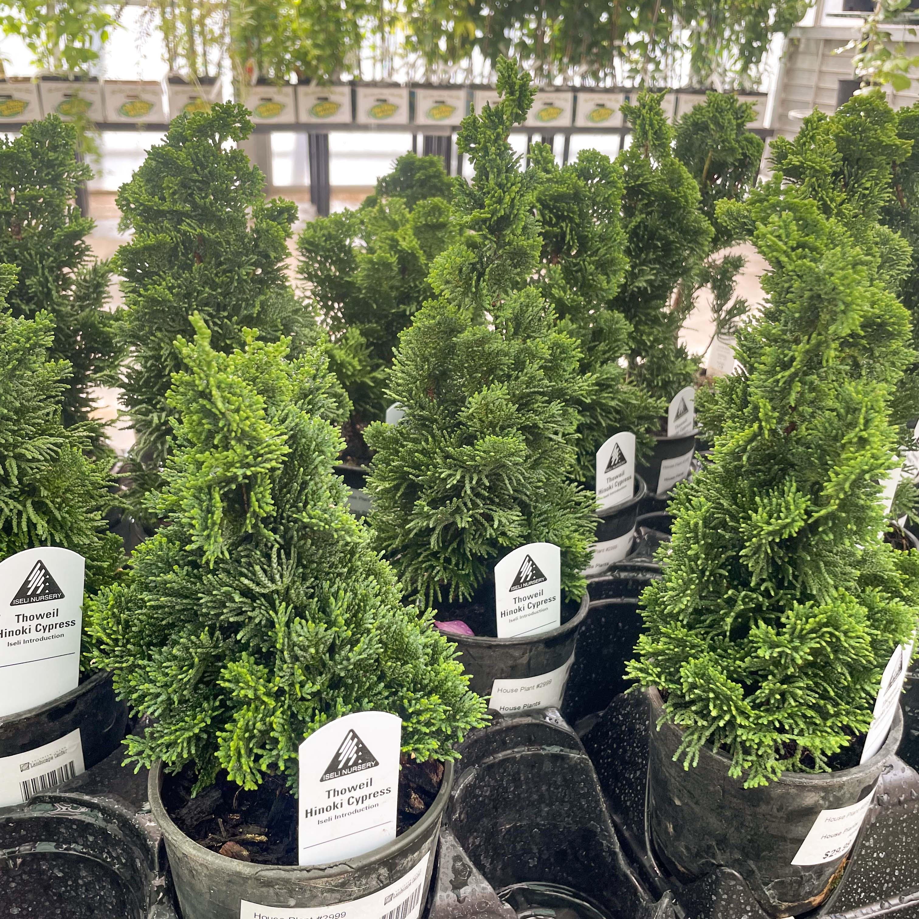 cypress house plant Thoweil Hinoki Cypress