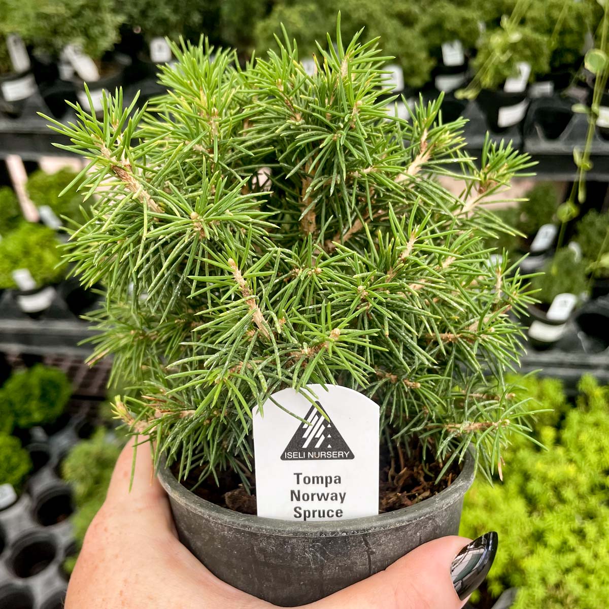 norway spruce house plant Tompa Norway Spruce