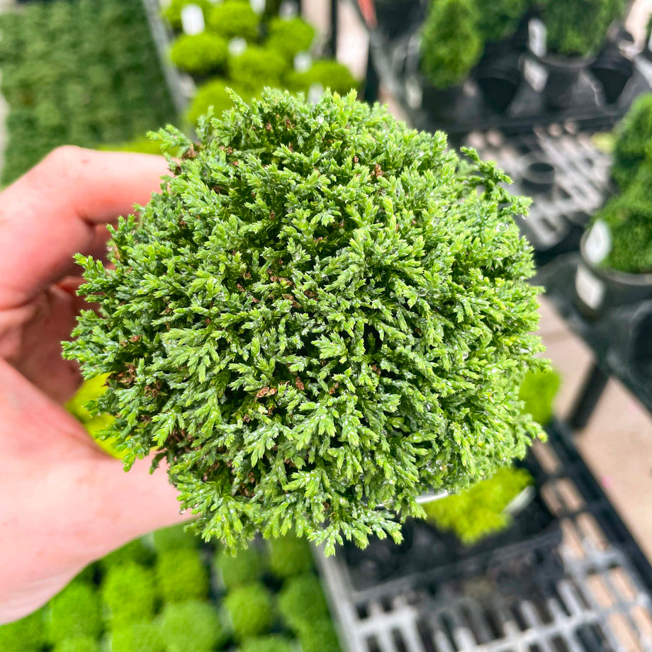 Bonsai.