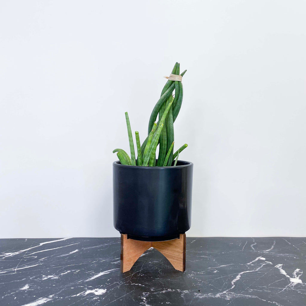 cylindrical snake plant braided Sansevieria cylindrica