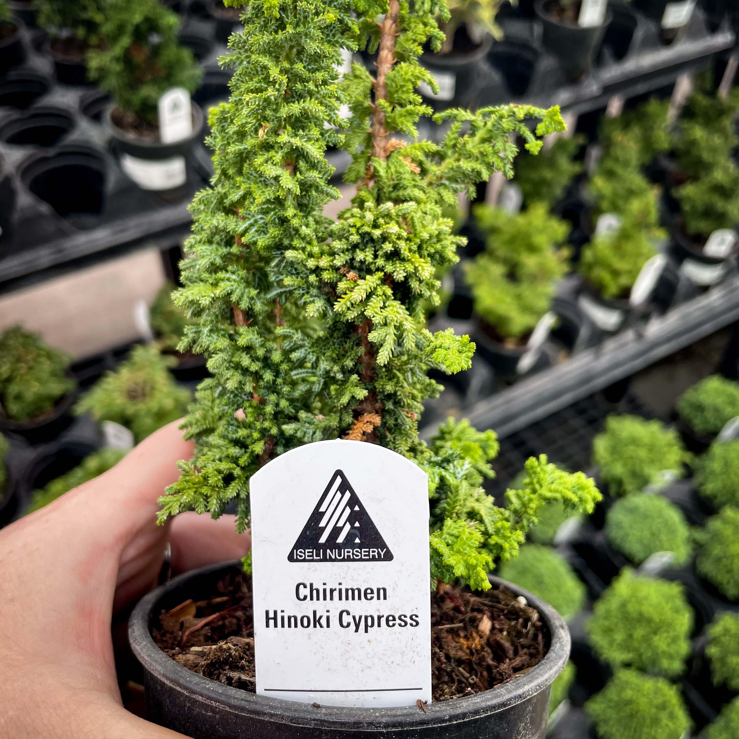 hinoki cypress bonsai tree Chirimen Hinoki Cypress- Live Bonsai Starter, 4” Grower's Pot – Southern Idaho Landscape Center