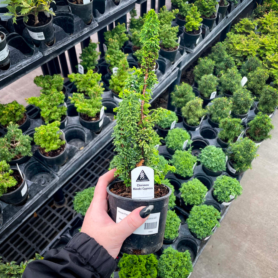 Chirimen Hinoki Cypress- Live Bonsai Starter, 4 Grower's Pot  Southern  Idaho Landscape Center