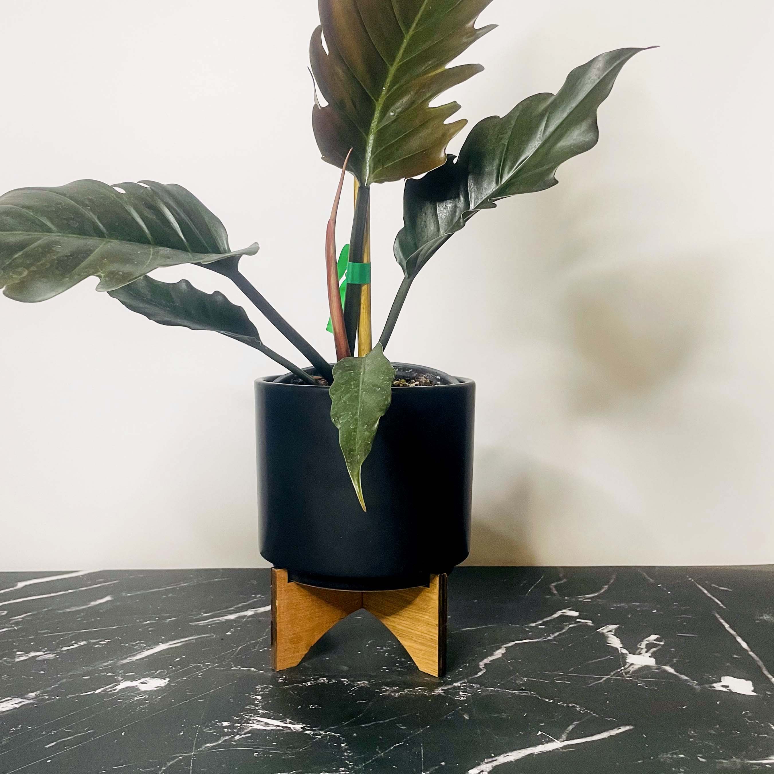 empress philodendron Philodendron 'Choco Empress' – Southern Idaho Landscape Center
