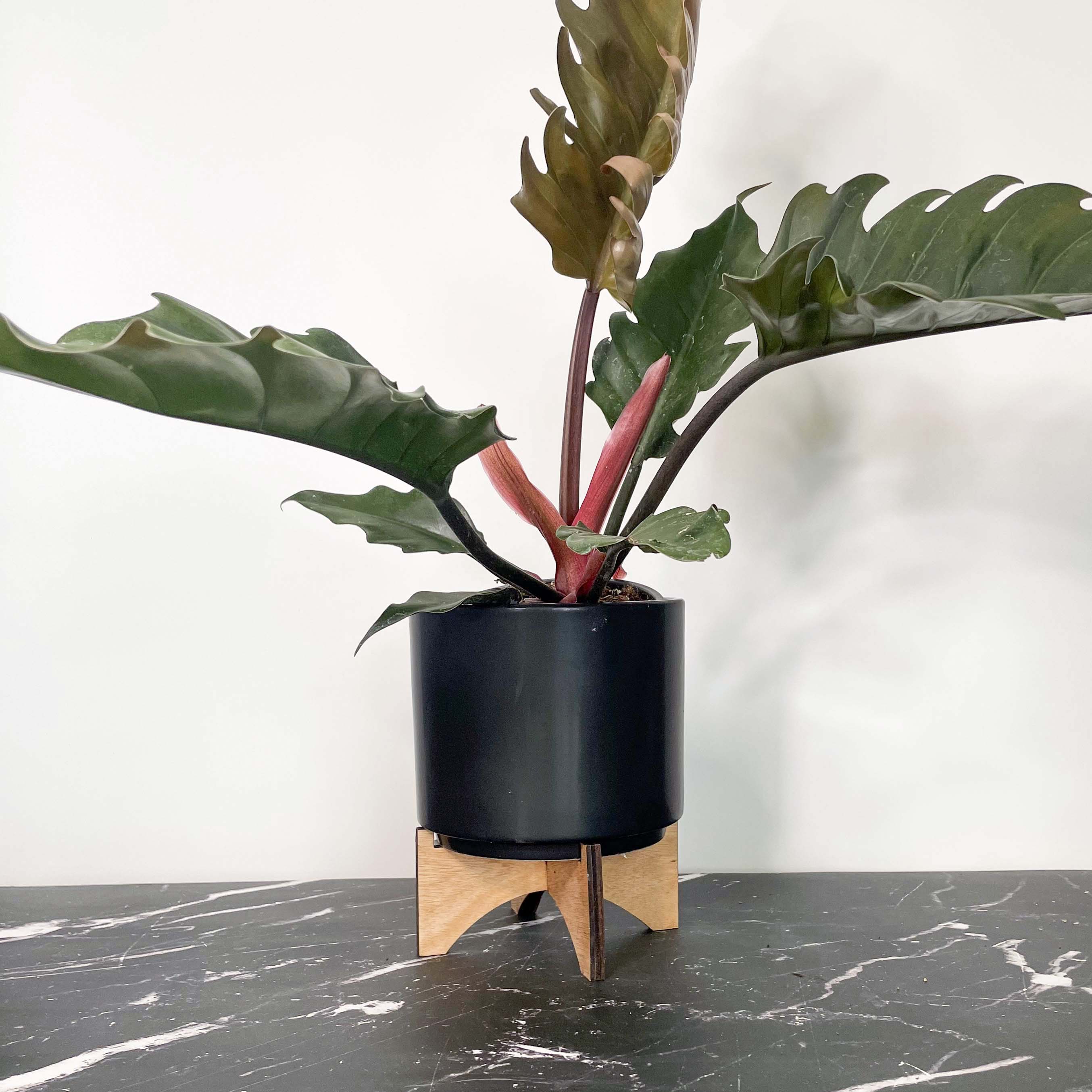 philodendron pluto vs choco empress Philodendron 'Choco Empress'