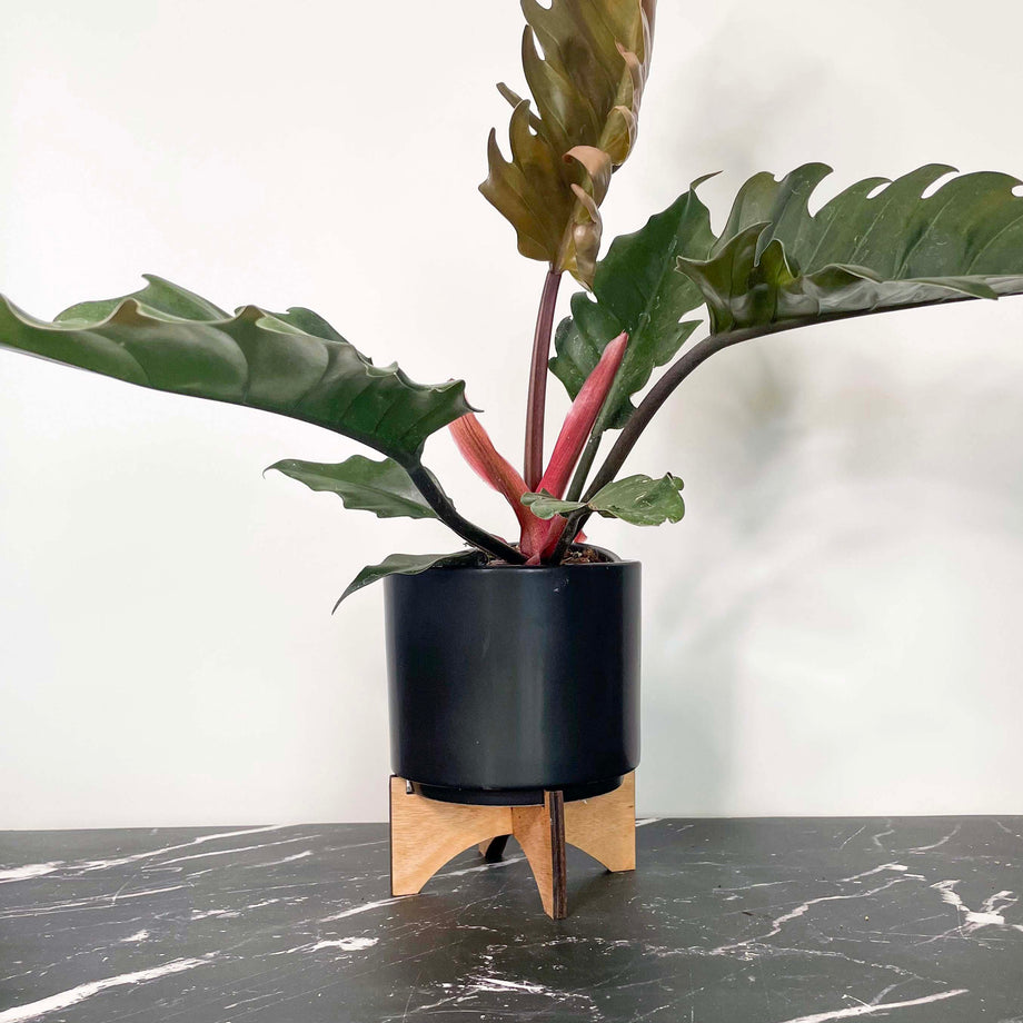 philodendron green empress Philodendron 'Choco Empress'