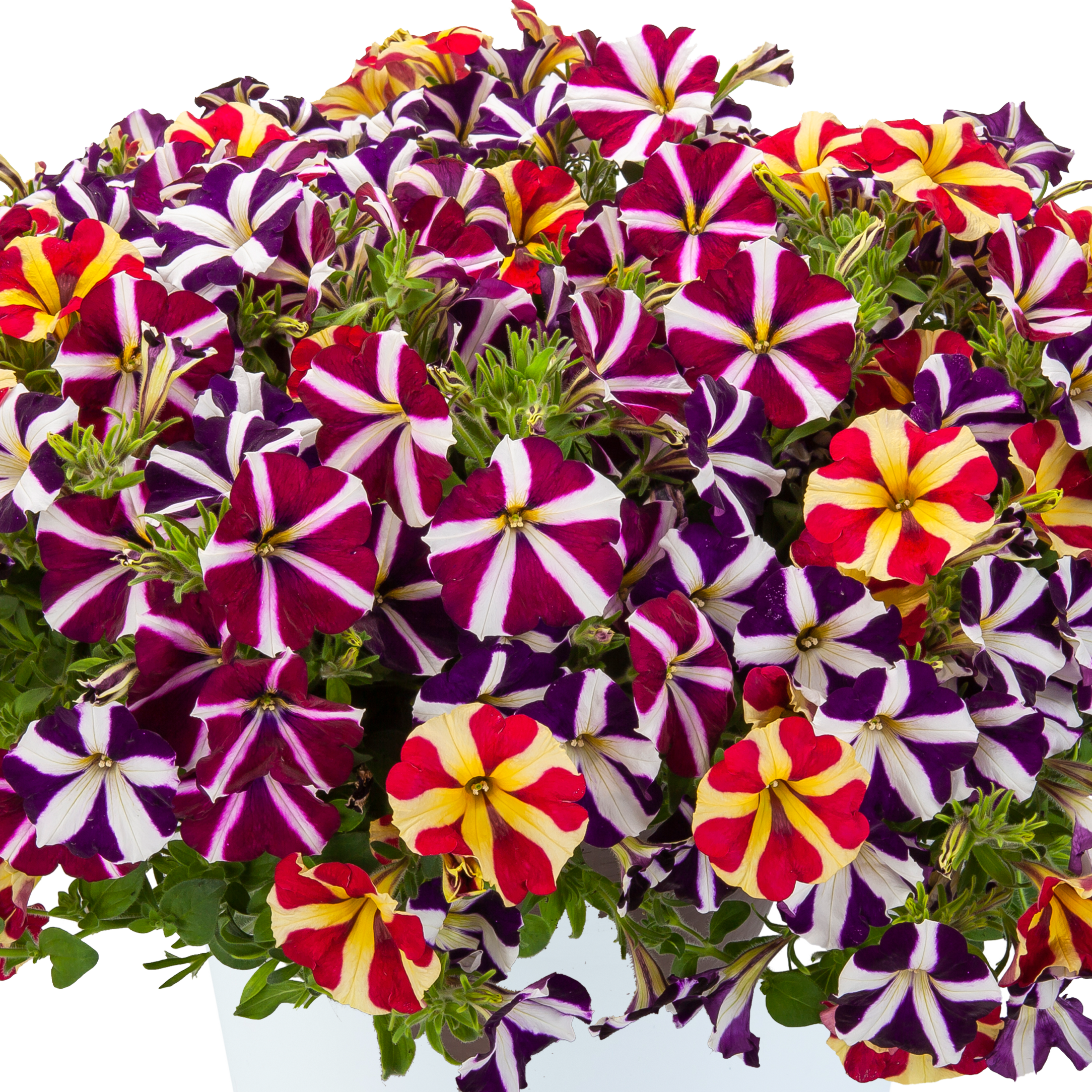 hanging basket plants for sale 10" Durabella Crazy Love Hanging Basket – Southern Idaho Landscape Center