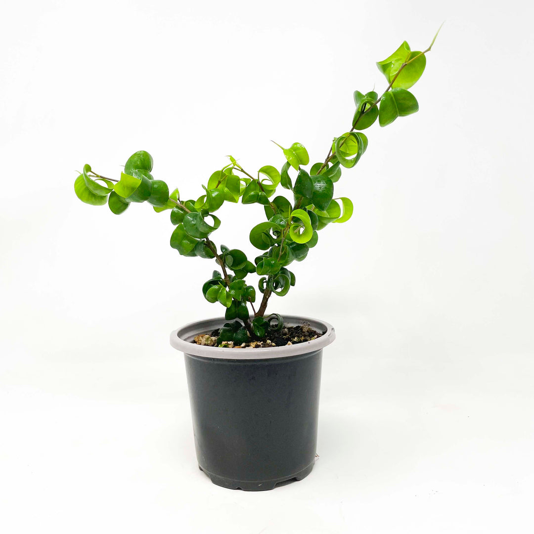 Curly Ficus Ficus benjamina ‘Pandora’ – Southern Idaho Landscape Center