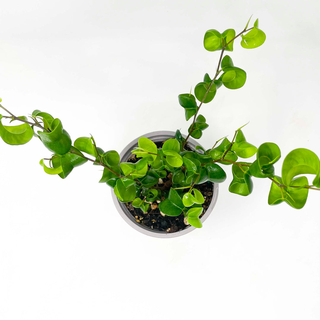 Ficus benjamina ‘Pandora’ – Southern Idaho Landscape Center