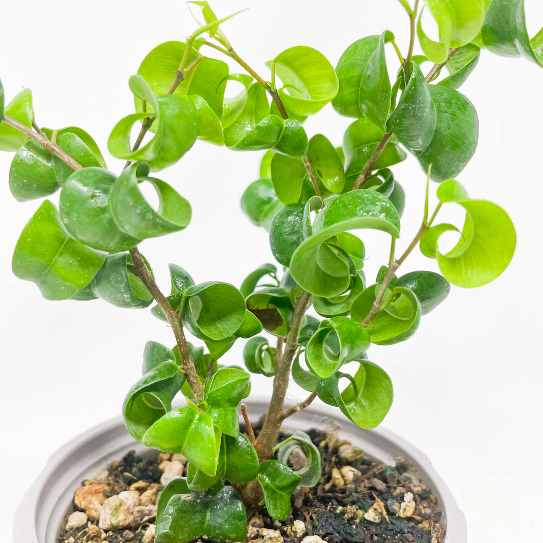 Curly Ficus Ficus benjamina ‘Pandora’ – Southern Idaho Landscape Center