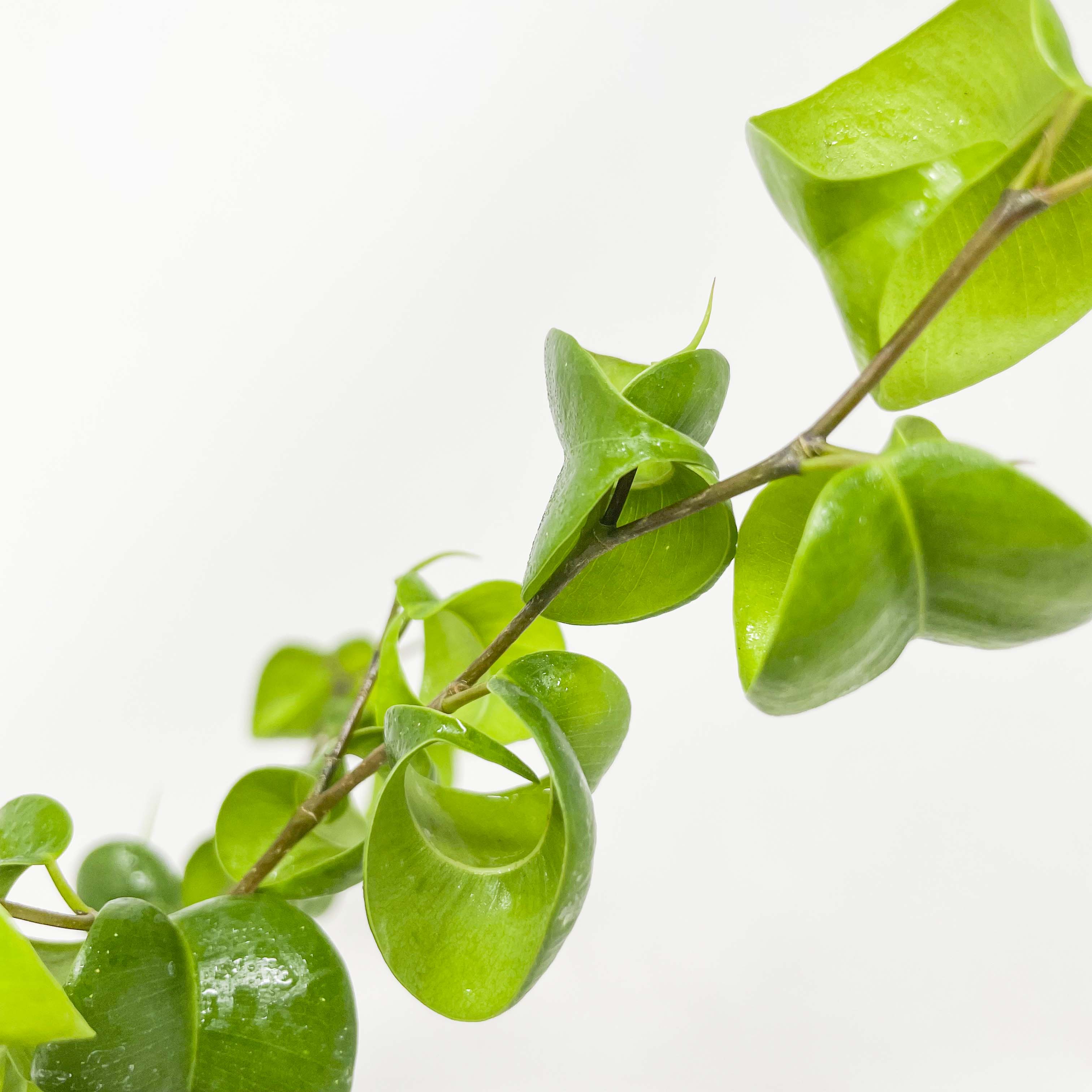 Curly Ficus Ficus benjamina ‘Pandora’ – Southern Idaho Landscape Center