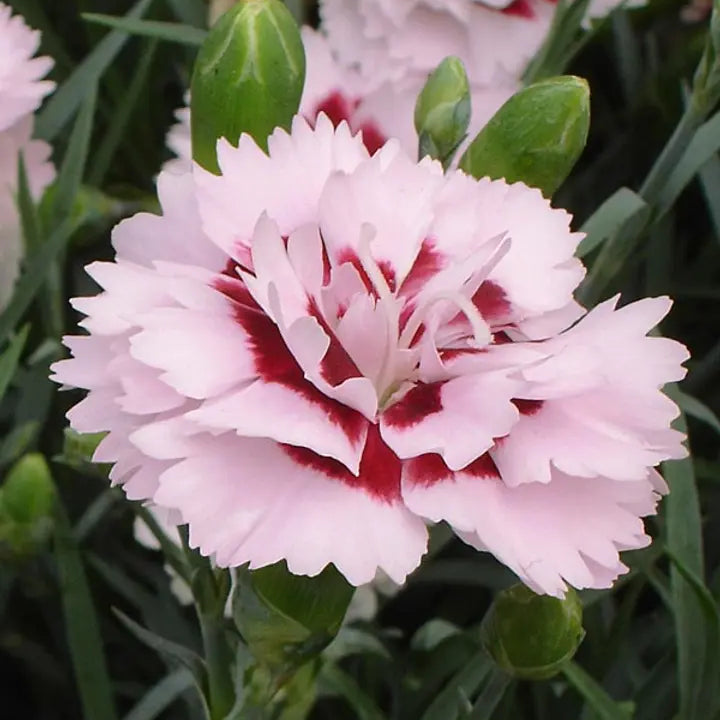 Scent First Raspberry Surprise Dianthus (Pinks / Carnations) – Southern ...