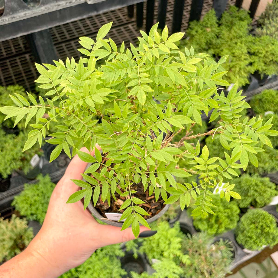 Hime Fuji Dwarf Wisteria Vine