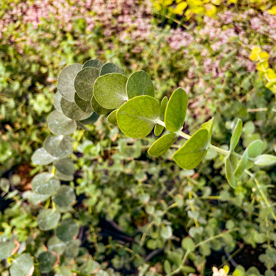 Baby Blue Eucalyptus, Florist Silver Dollar, Plant – Southern Idaho  Landscape Center