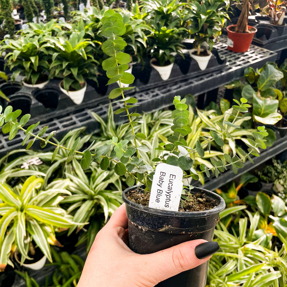 eucalyptus indoor plant for sale Baby Blue Eucalyptus, Florist Silver Dollar, Plant – Southern Idaho  Landscape Center