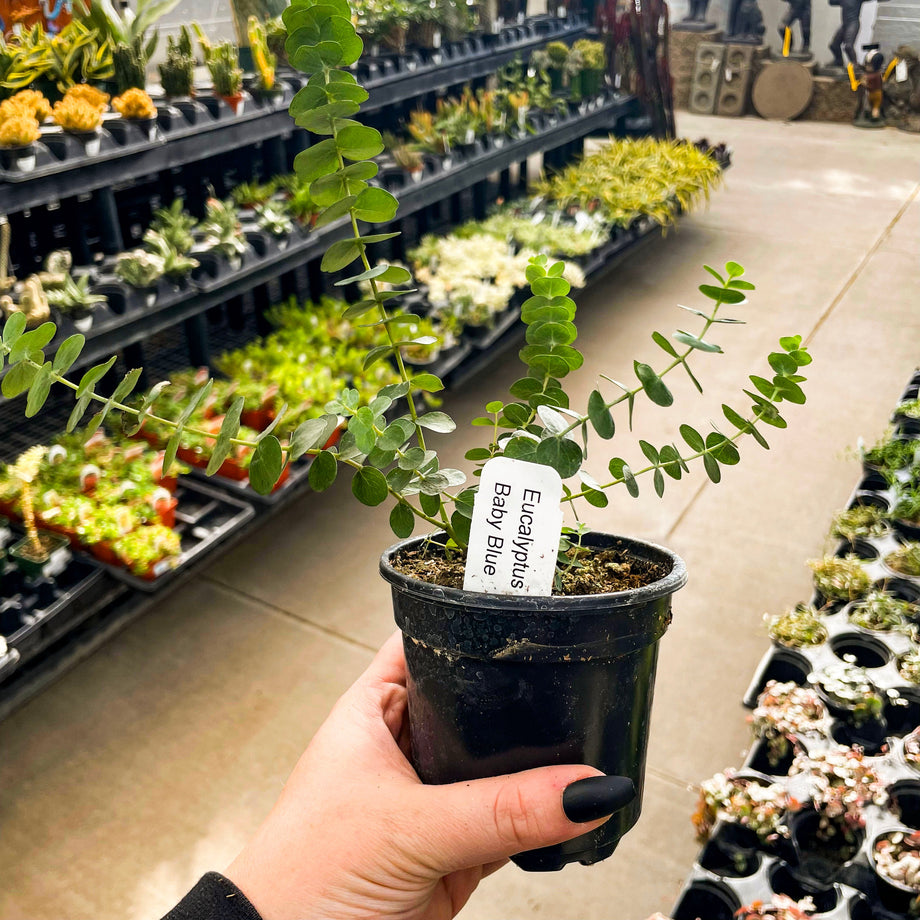 eucalyptus potted plant for sale Baby Blue Eucalyptus, Florist Silver Dollar, Plant – Southern Idaho Landscape Center