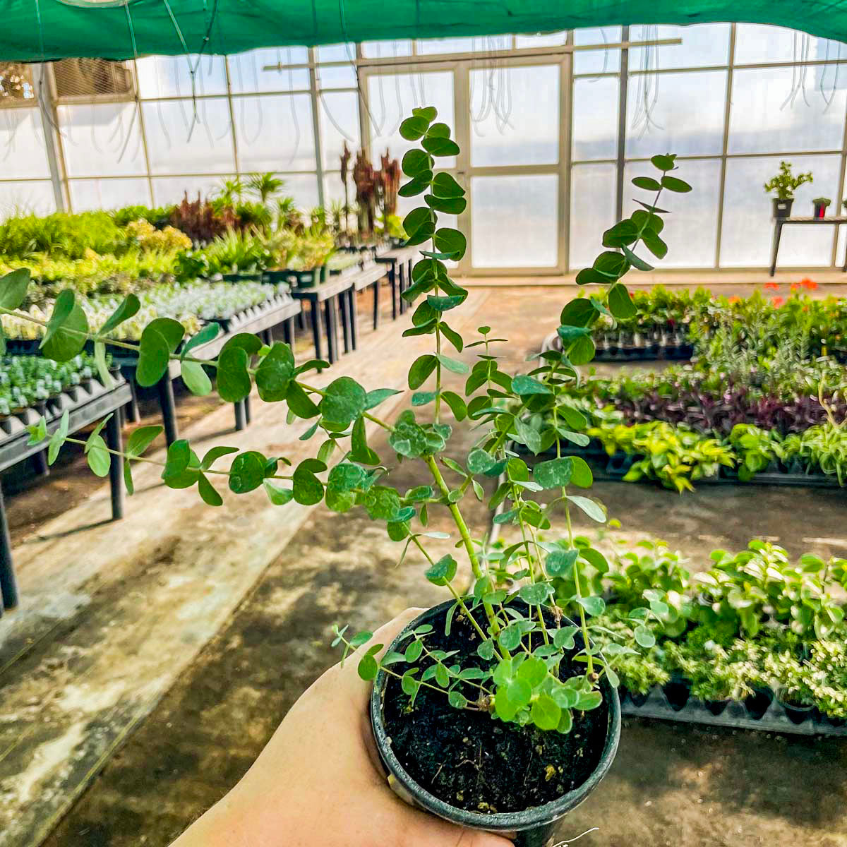 eucalyptus indoor plant for sale Baby Blue Eucalyptus, Florist Silver Dollar, Plant – Southern Idaho Landscape Center
