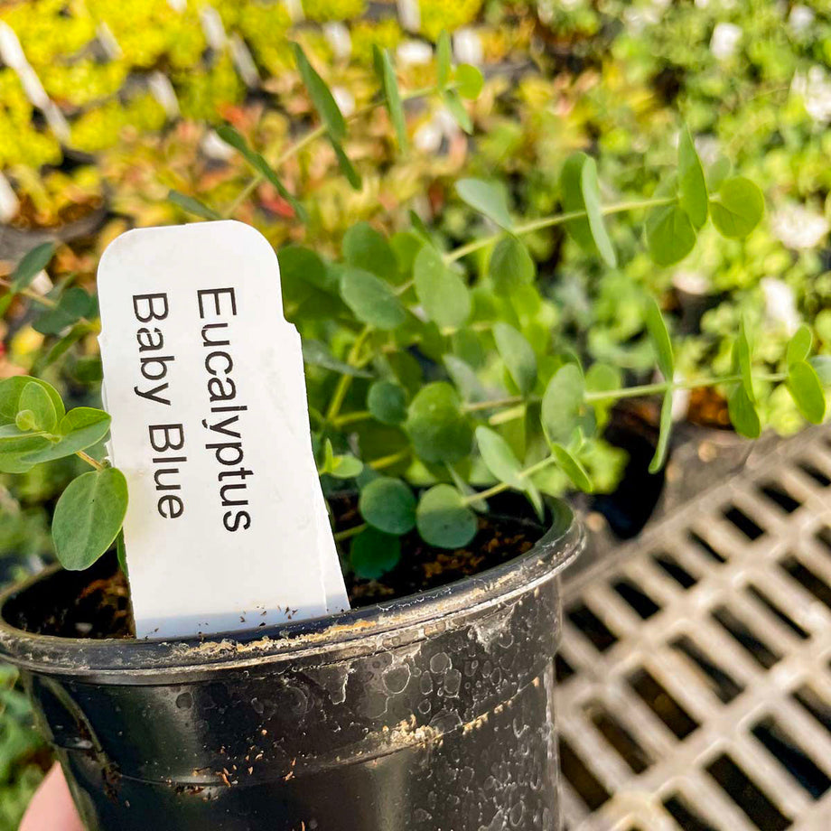 succulent eucalyptus Baby Blue Eucalyptus, Florist Silver Dollar, Plant – Southern Idaho Landscape Center