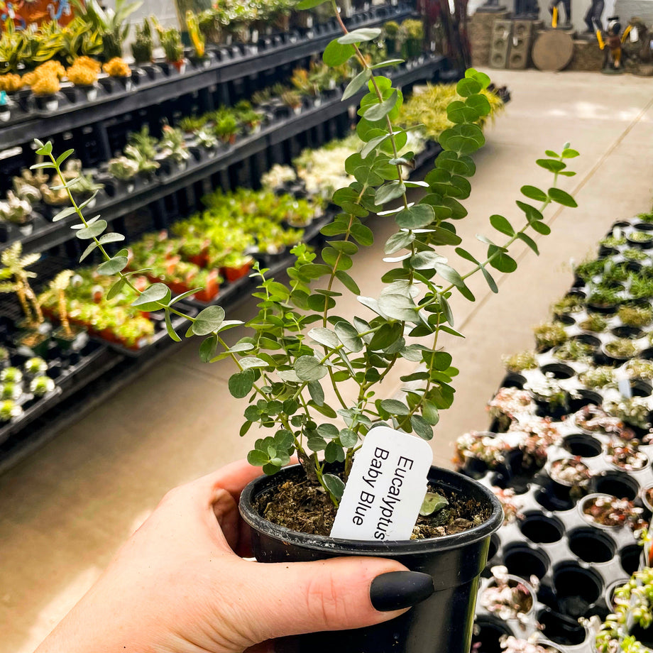 Baby Blue Eucalyptus, Florist Silver Dollar, Plant – Southern Idaho  Landscape Center