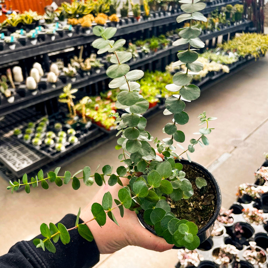 Baby Blue Eucalyptus, Florist Silver Dollar, Plant – Southern Idaho  Landscape Center