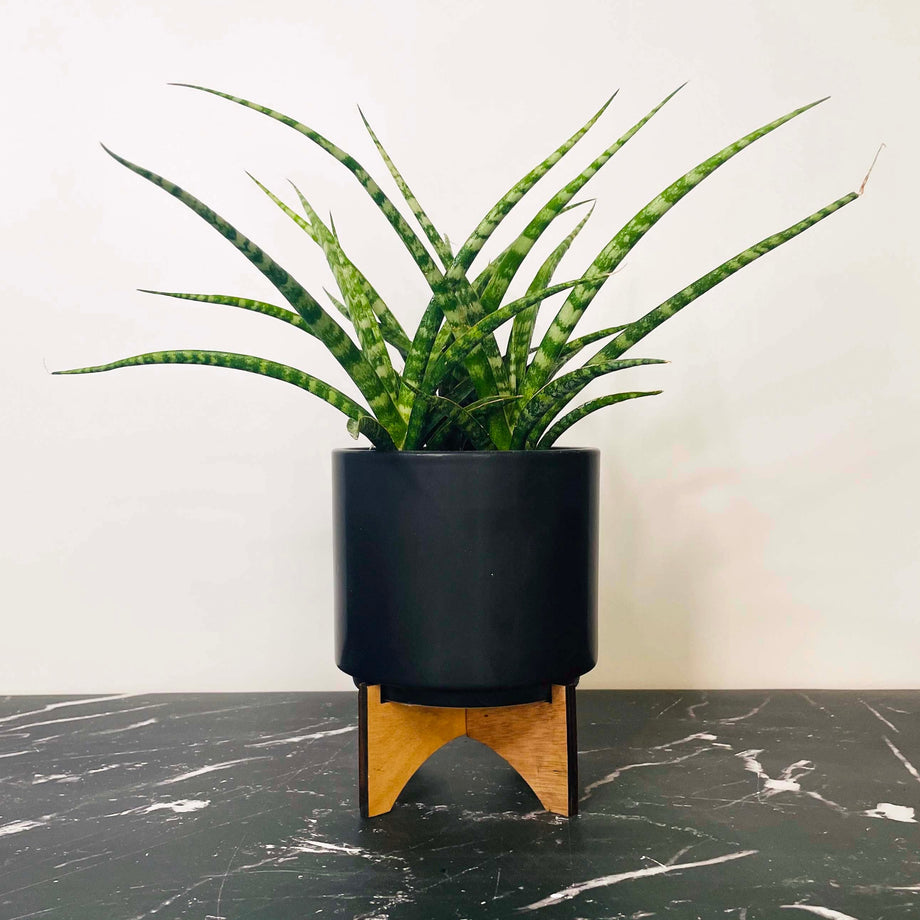 snake plant in pot with stand Mikado Sansevieria, Fernwood Snake Plant, Houseplant – Southern Idaho Landscape Center