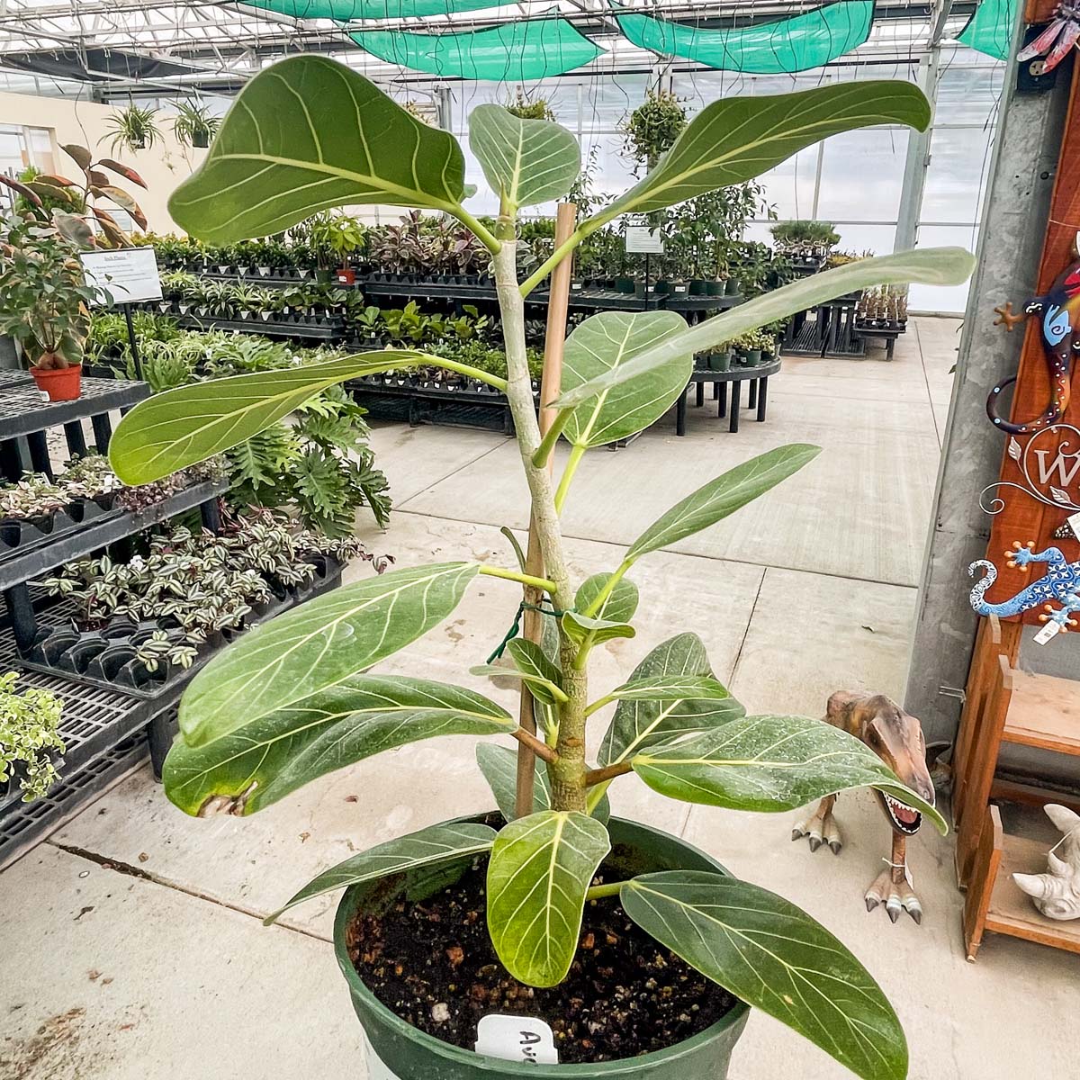 ficus audrey outdoors Ficus benghalensis 'Audrey' – Southern Idaho Landscape Center