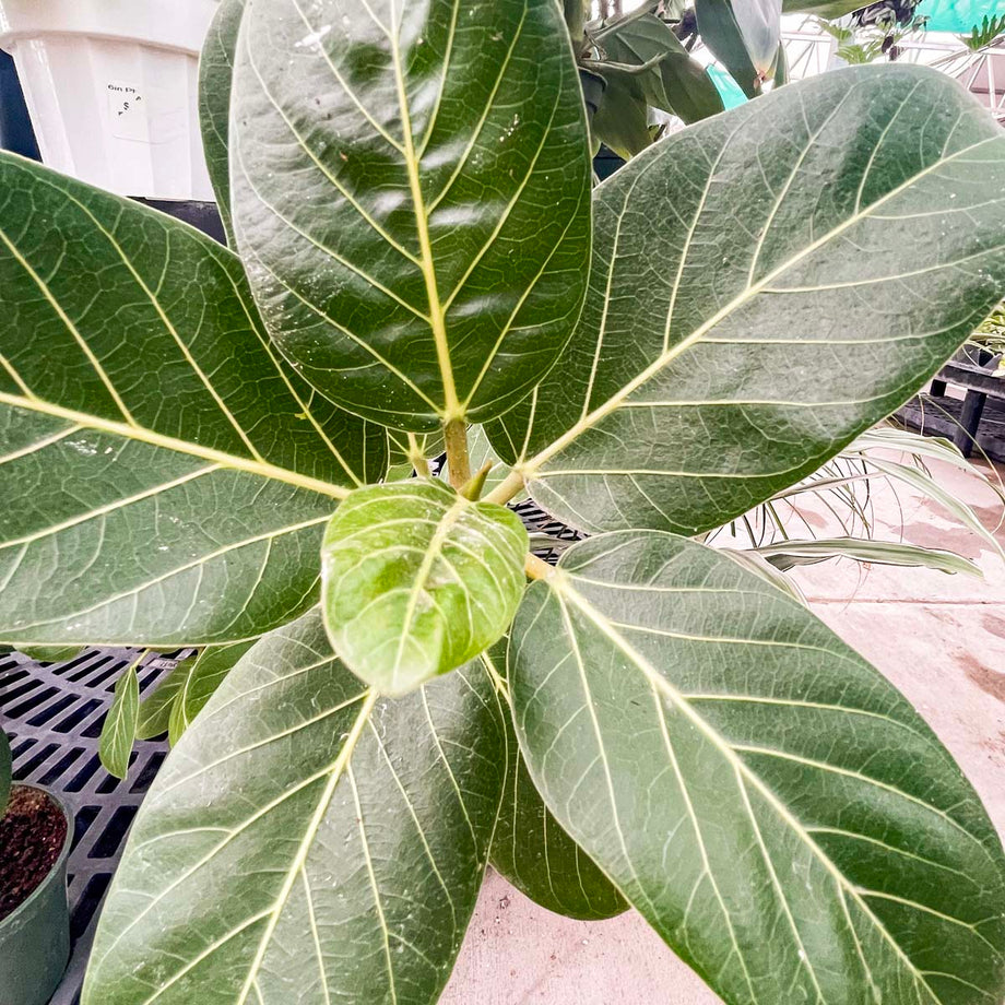 ficus audrey outdoors Ficus benghalensis 'Audrey' – Southern Idaho Landscape Center
