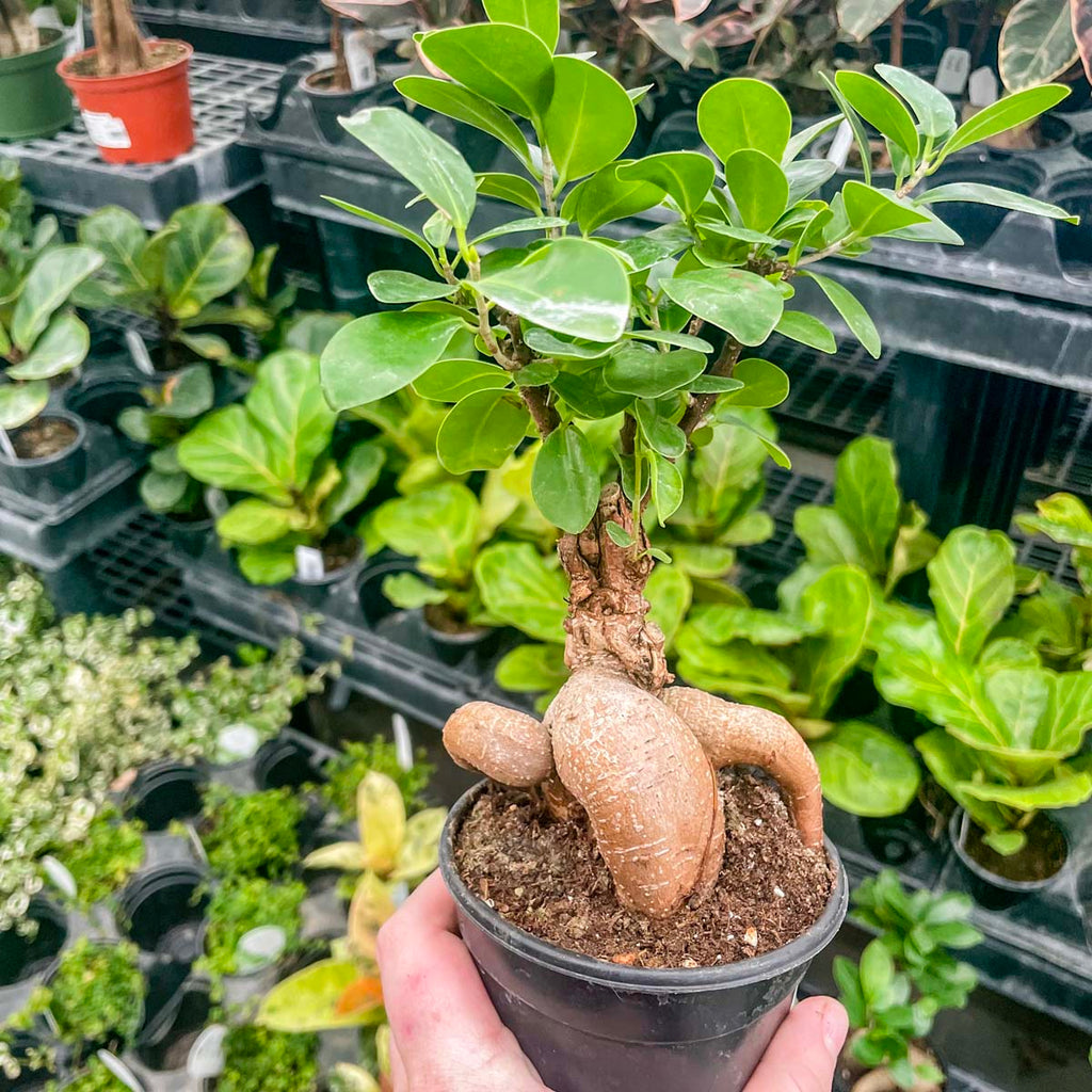 ginseng grafted ficus bonsai tree Ficus retusa 'Ginseng' – Southern Idaho Landscape Center