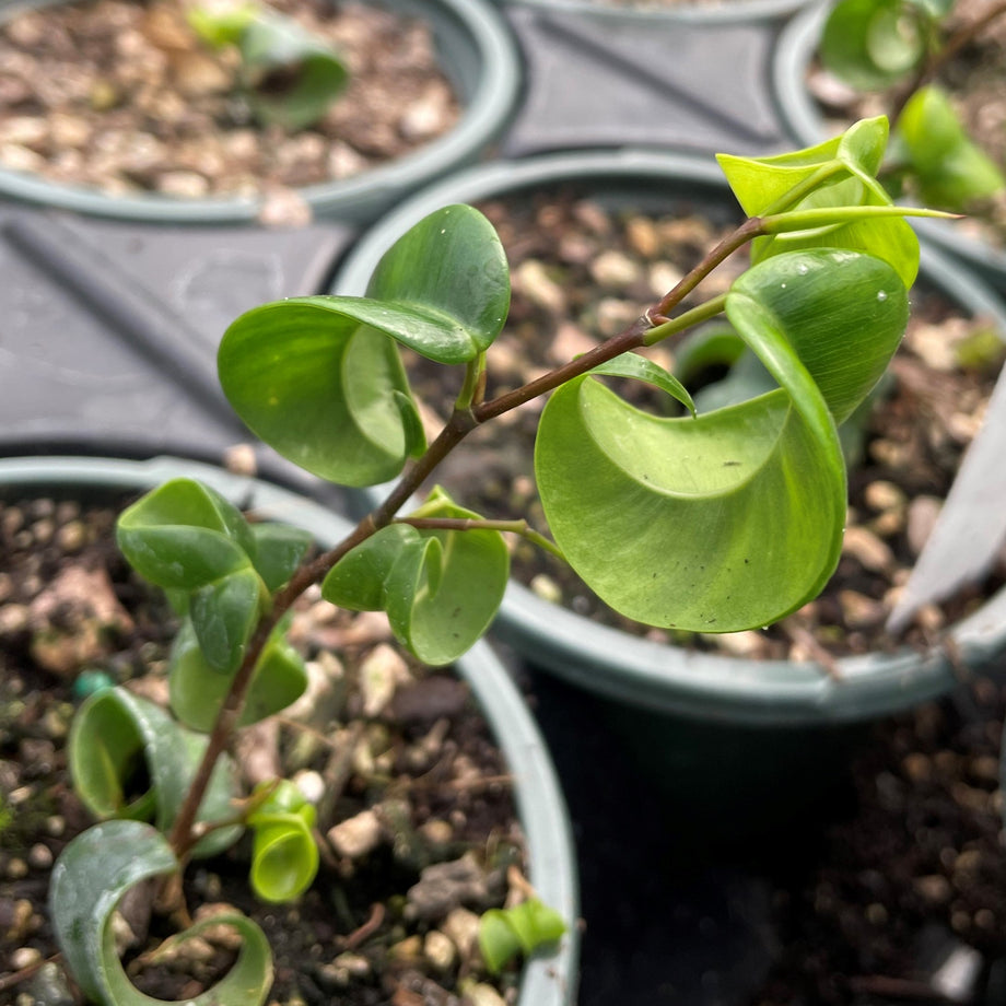 weeping fig indoor plant care Ficus benjamina 'Pandora' – Southern Idaho Landscape Center