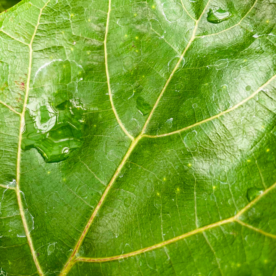 Ficus lyrata 'Suncoast' (Fiddle Leaf Fig) – Southern Idaho