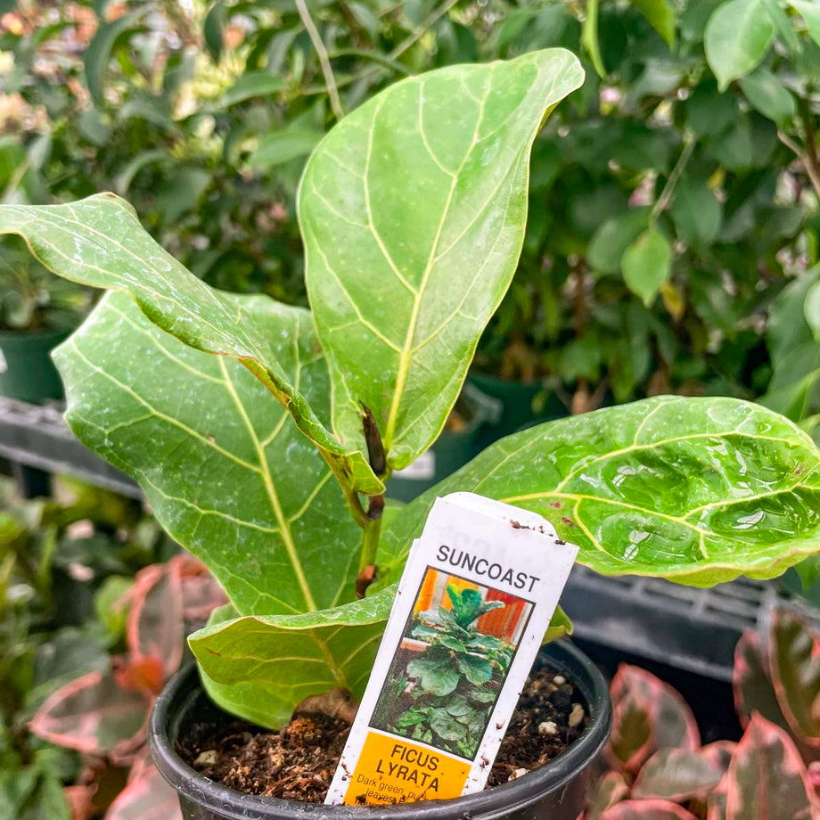hot plant Hot Burrito Pepper Seeds by Pepper Joe's main image 1
