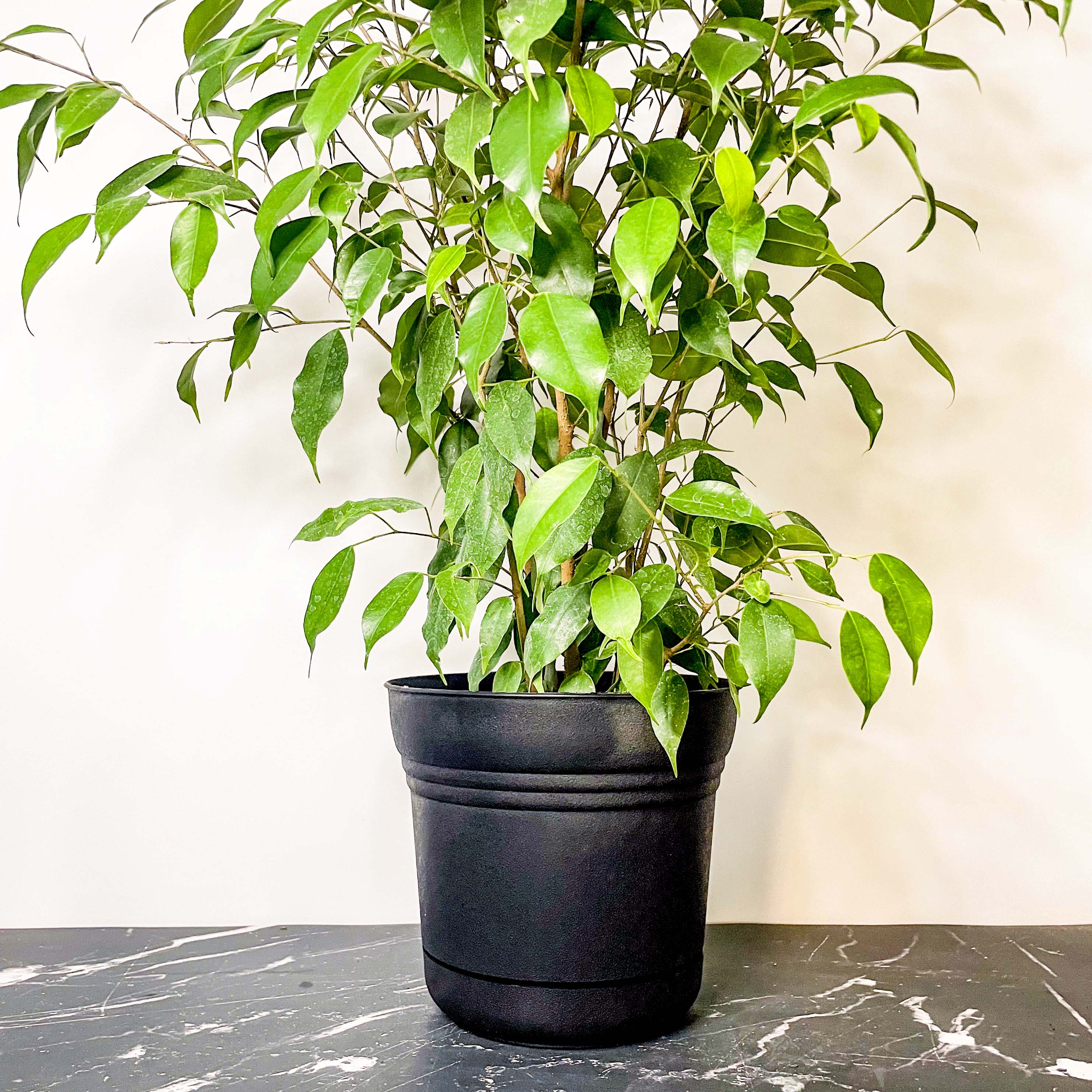 weeping fig tree indoor plant Ficus benjamina