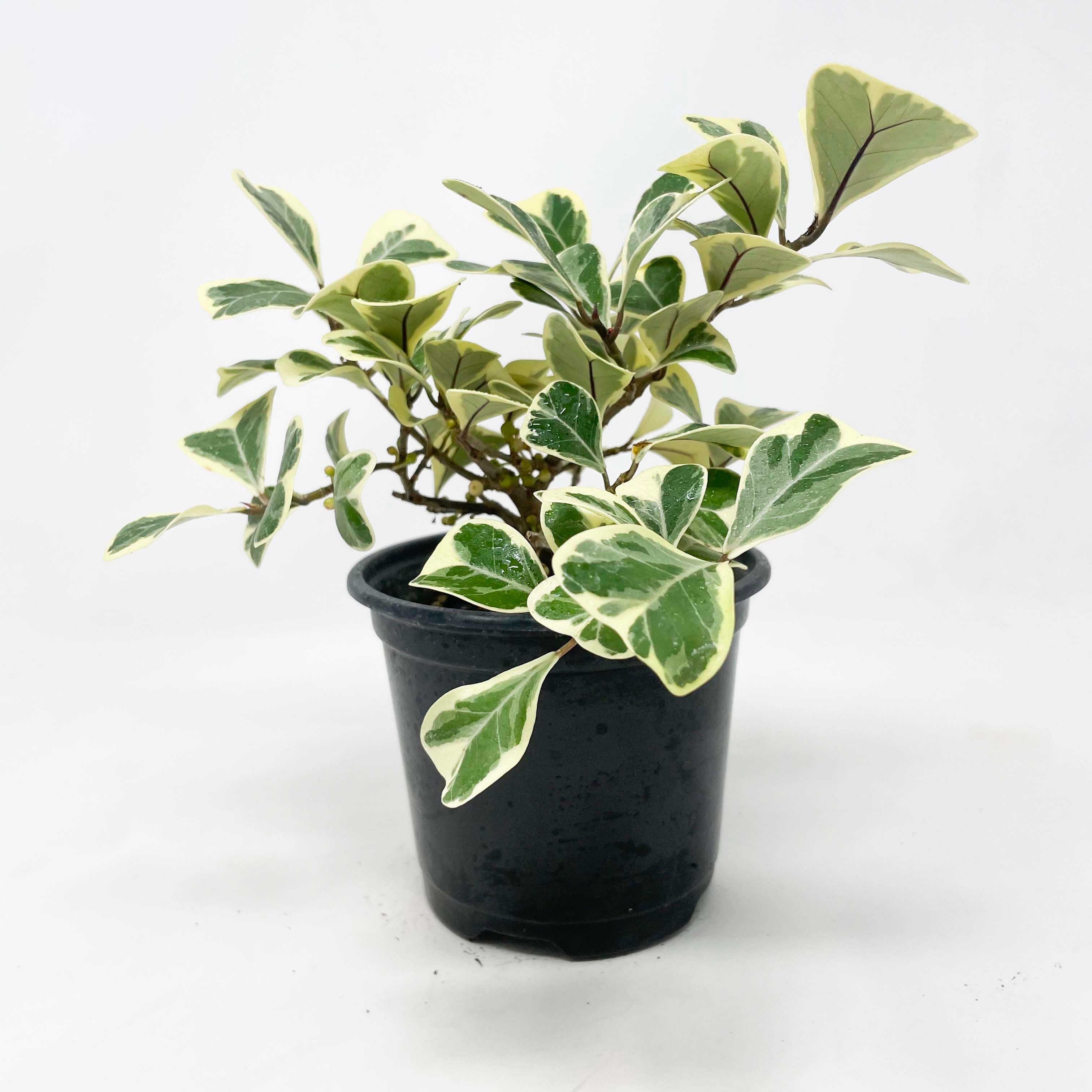 is ficus triangularis an indoor plant Ficus triangularis variegata (Triangle Fig) – Southern Idaho Landscape Center