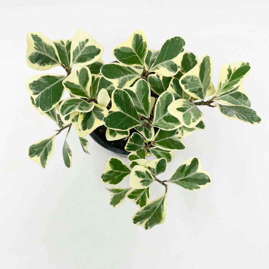 Ficus triangularis variegata (Triangle Fig) – Southern Idaho Landscape  Center