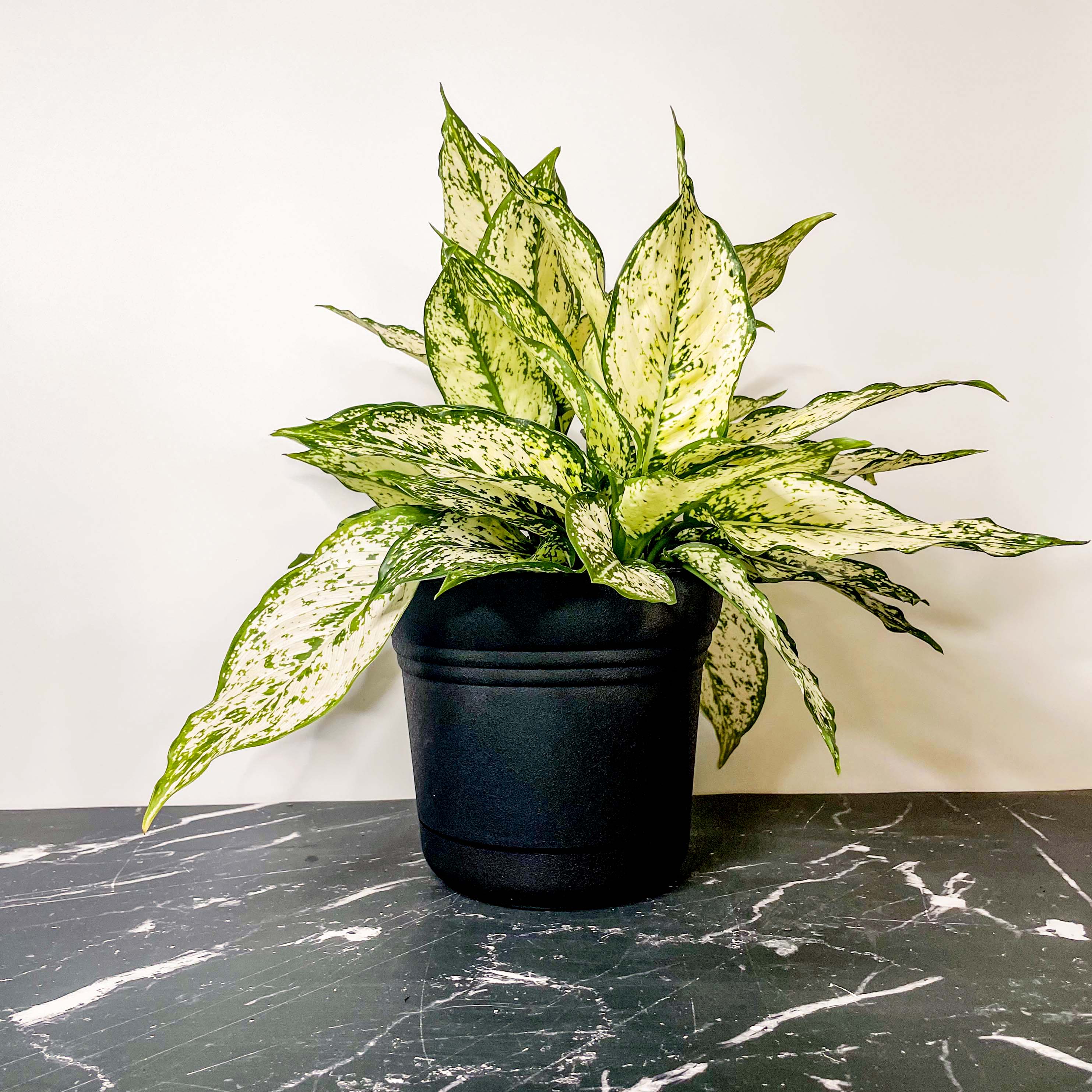 aglaonema large diamond bay Aglaonema 'First Diamond' (Chinese Evergreen) – Southern Idaho Landscape Center