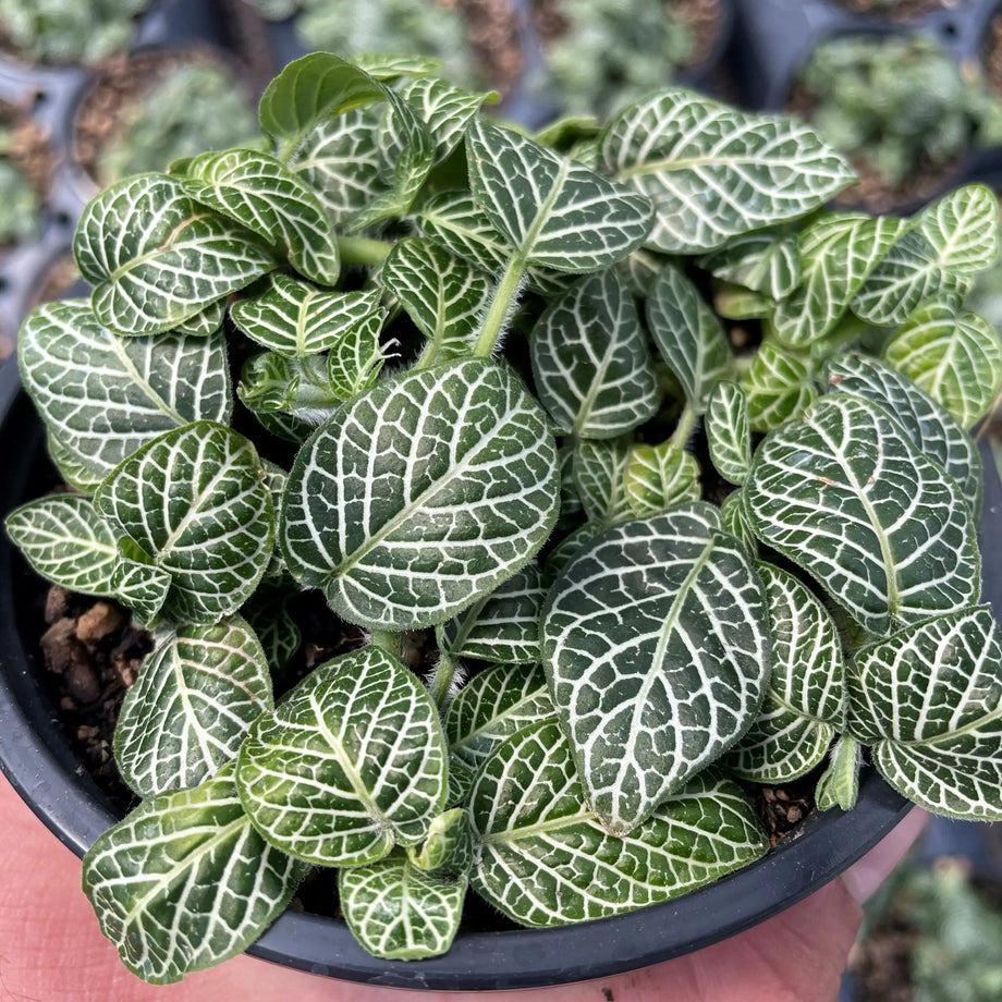 Fittonia-zebrano-Nerve-Plant-4
