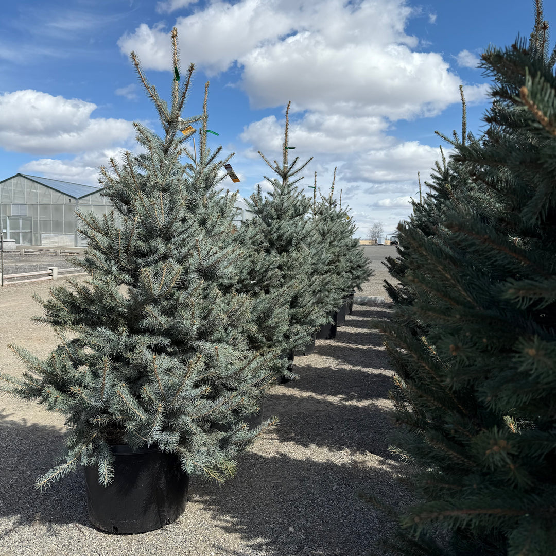 Blue Diamond Colorado Spruce Tree – Southern Idaho Landscape Center