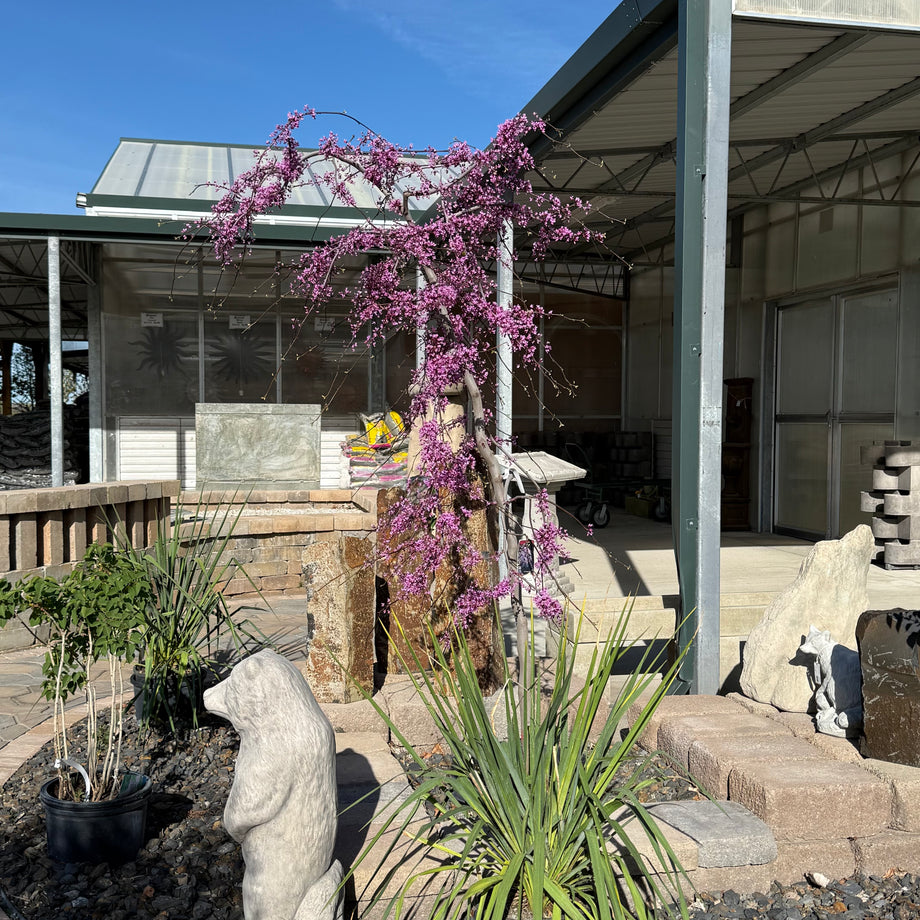 weeping lavender twist tree Lavender Twist Redbud Tree – Southern Idaho Landscape Center
