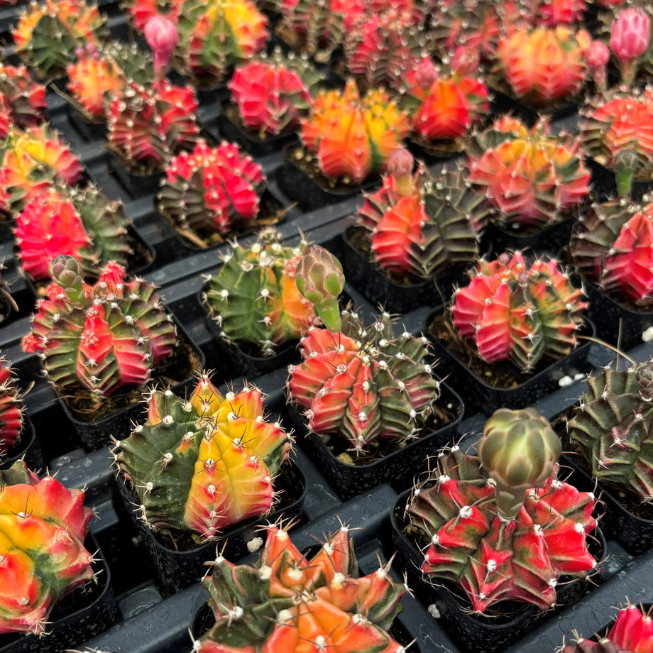 Gymnocalycium-mihonavichii-