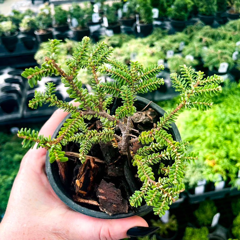 hebe bonsai Hebefolia Hebe Canadian Hemlock