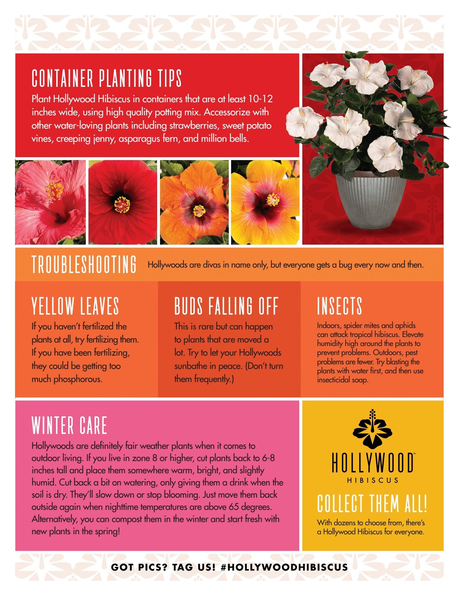 hibiscus plant care indoor Hollywood Hustler Tropical Hibiscus Plant – Southern Idaho Landscape Center