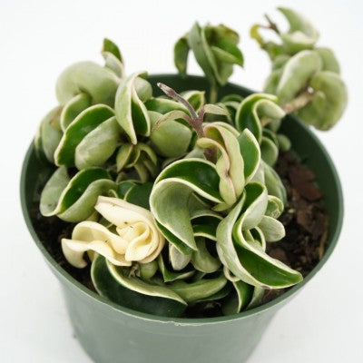 is a hindu rope plant a succulent Hoya carnosa compacta Variegated 'Hindu Rope'