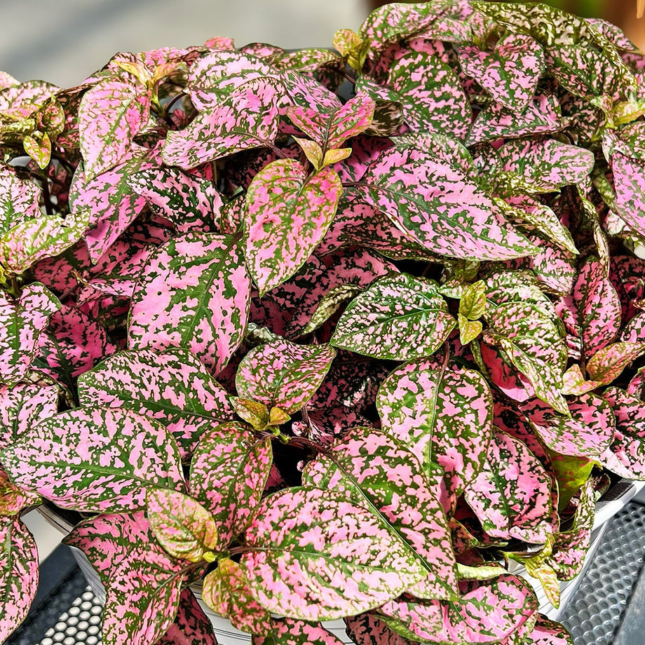 Lotty Dotty Pink Polka Dot Plant – Southern Idaho Landscape Center
