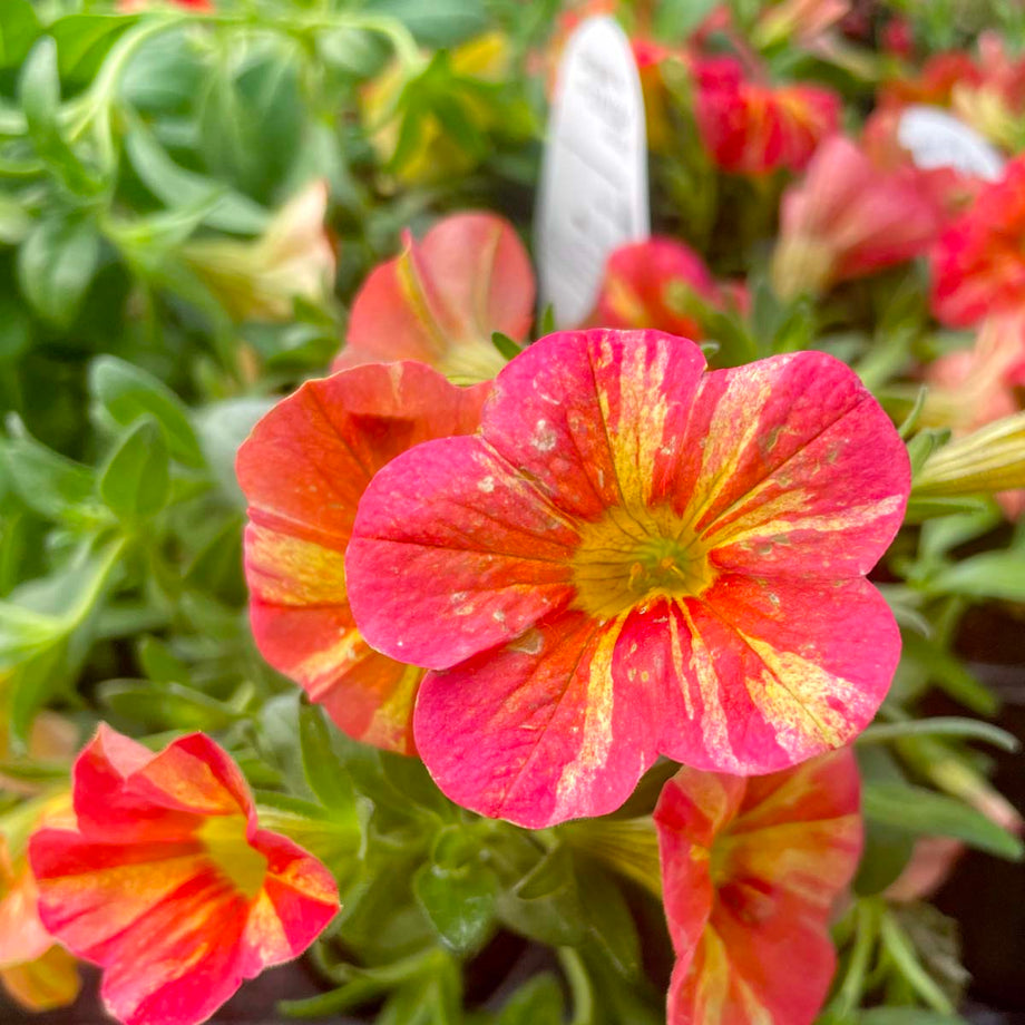 センペルビウム California Superbells Tropical Sunrise Calibrachoa (Million Bells) – Southern