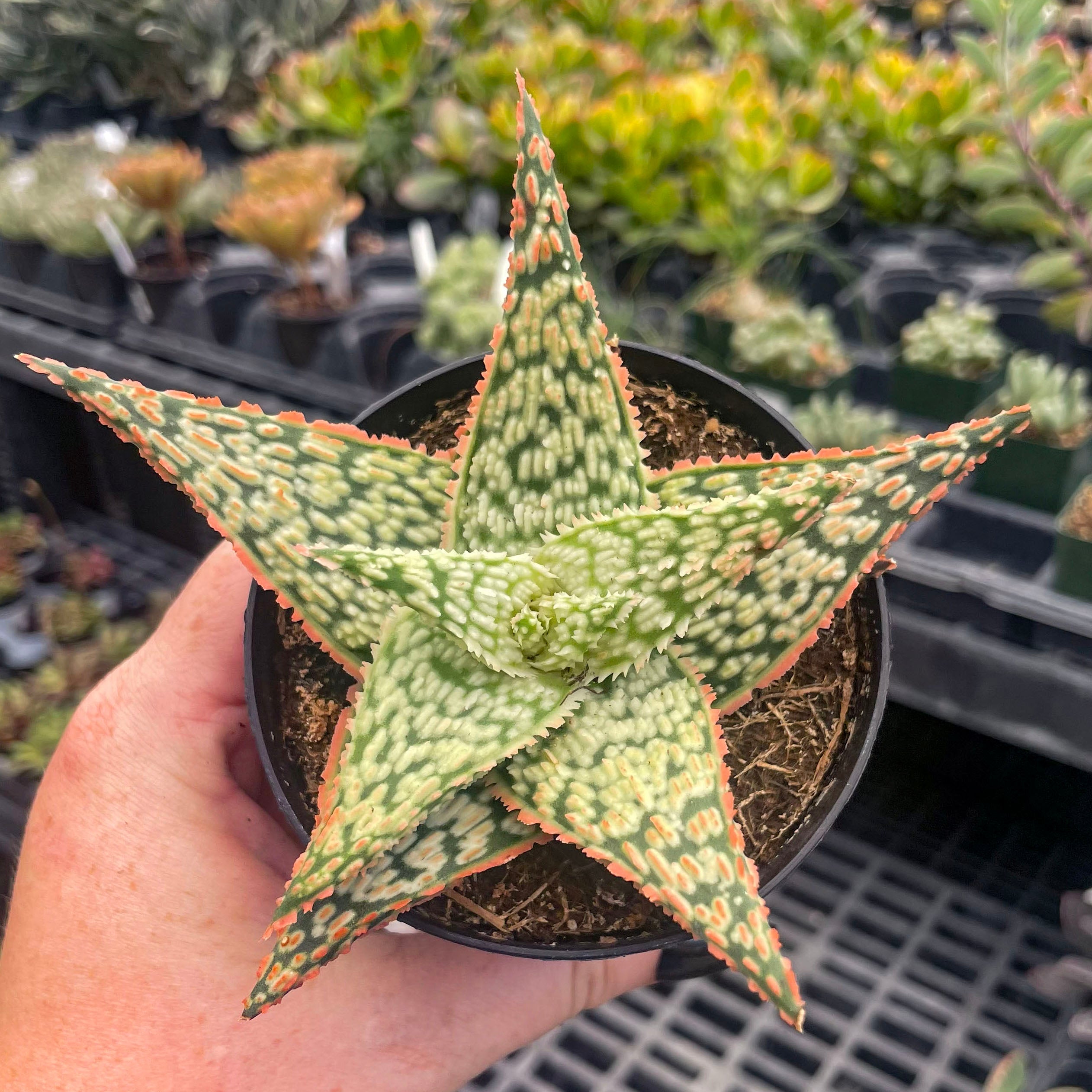 Aloe ‘Firecracker’